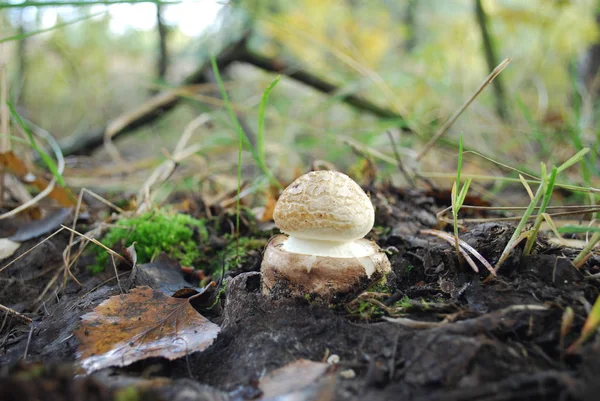 Mushroom Growing Autumn Forest — Stock Photo, Image