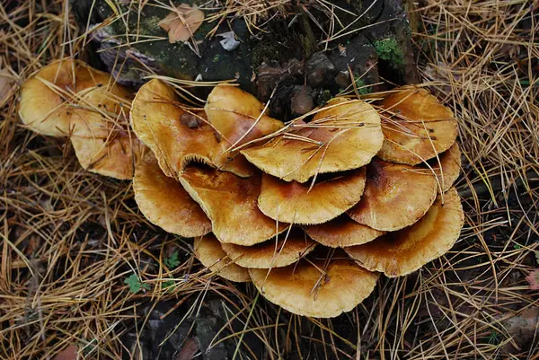 Gros Champignons Bruns Poussant Sur Une Souche — Photo