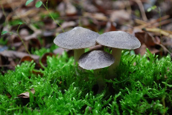 Tres Hongos Grises Cultivo Musgo Verde —  Fotos de Stock