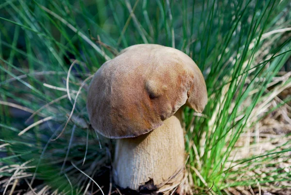 Champiñones Porcini Bosque Otoño —  Fotos de Stock