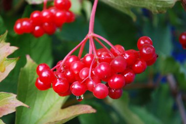 Sonbahar bahçesinde sulu kırmızı viburum demetleri