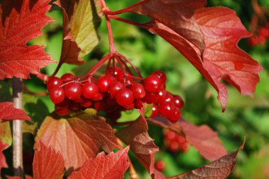 Sonbahar bahçesinde sulu kırmızı viburum demetleri