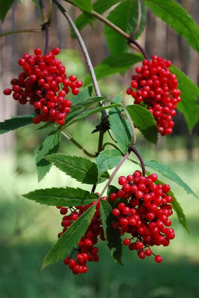 Clusters Red Berries Green Leaves — Stock Photo, Image