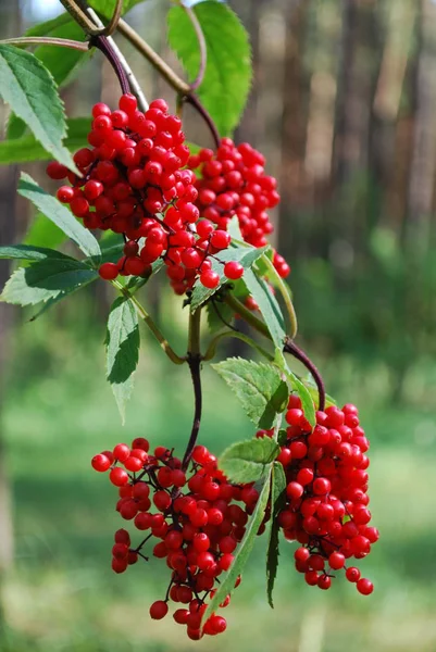 Clusters Red Berries Green Leaves — Stock Photo, Image