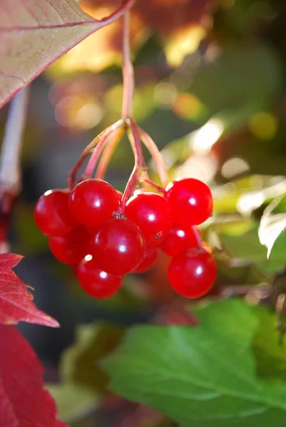 Sappige Trossen Rode Viburnum Herfsttuin — Stockfoto