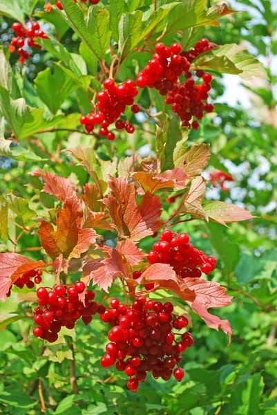 Sappige Trossen Rode Viburnum Herfsttuin — Stockfoto