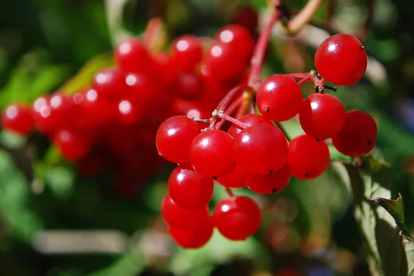 Sappige Trossen Rode Viburnum Herfsttuin — Stockfoto