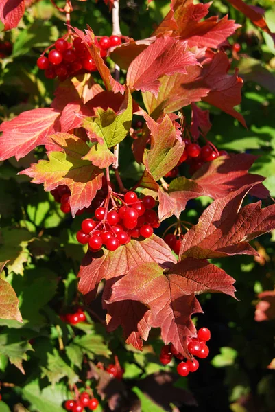 Juicy Bunches Red Viburnum Autumn Garden — Stock Photo, Image