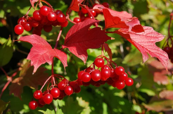 Juicy Bunches Red Viburnum Autumn Garden — Stock Photo, Image
