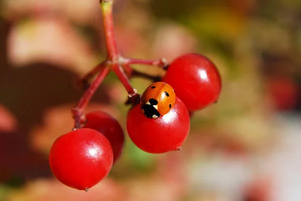 Ladybug Sitting Berry Viburnum — Stock Photo, Image