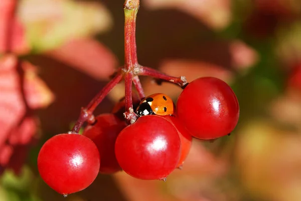 Biedronka Siedzi Jagodach Viburnum — Zdjęcie stockowe