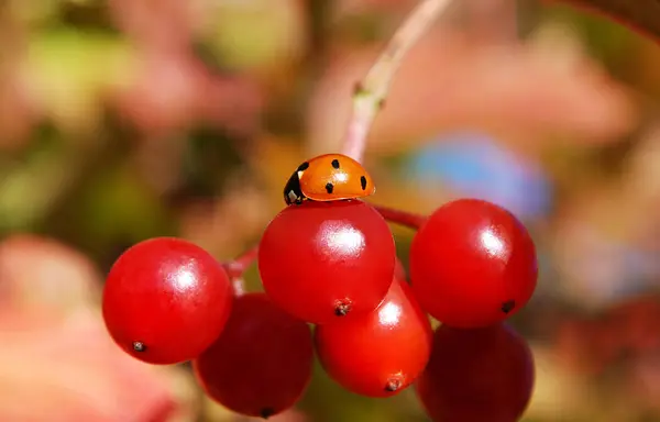 Ladybug Sitting Berry Viburnum — Stock Photo, Image