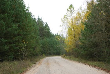 Yeşil çamların arasında orman yolu