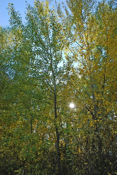 Färgglada Blad Dekoration Höstträd — Stockfoto
