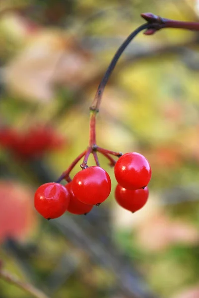 Rode Bessen Decoratie Van Takken Van Het Herfstbos — Stockfoto