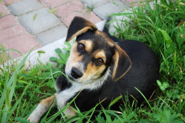 Yeşil çimlerin üzerinde genç bir köpek