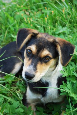 Yeşil çimlerin üzerinde genç bir köpek