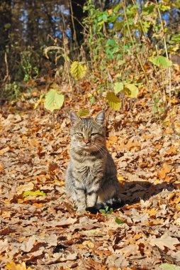 Kedi sıcak bir sonbahar gününde güneşlenir.