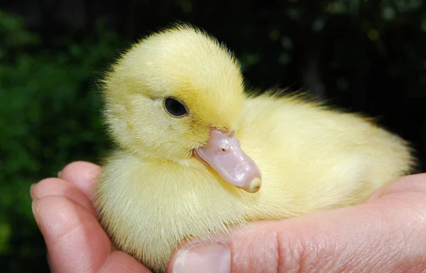Little Yellow Duckling Sitting Palm — Stock Photo, Image