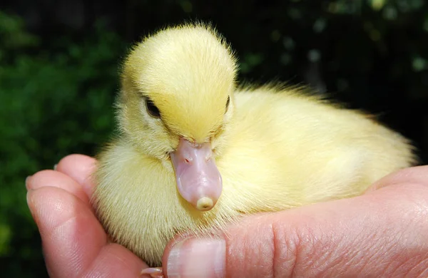 Patito Amarillo Sentado Palma —  Fotos de Stock