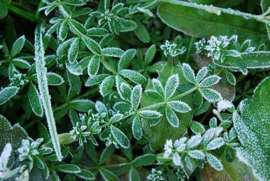 beyaz kabarık tüylü kışın bitki süslemesi