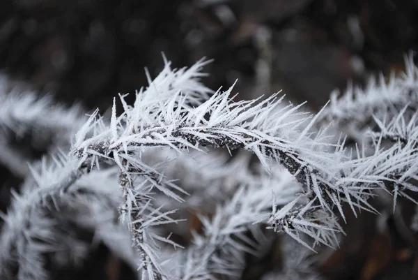 겨울에는 솜털로 꽃꽂이 — 스톡 사진