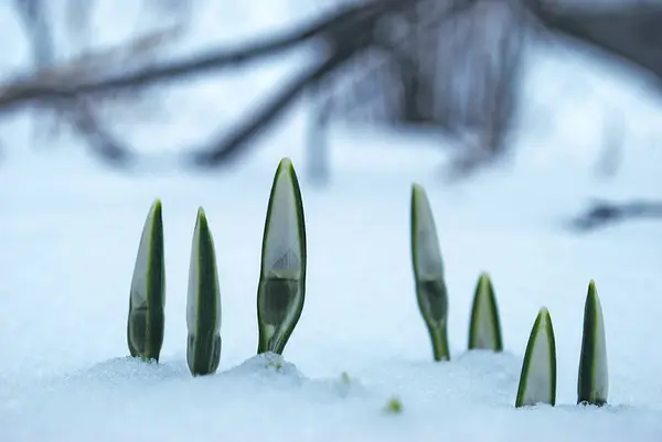 Первые Весенние Цветы Подснежники Белом Снегу — стоковое фото