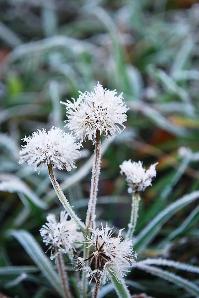 겨울에는 솜털로 꽃꽂이 — 스톡 사진