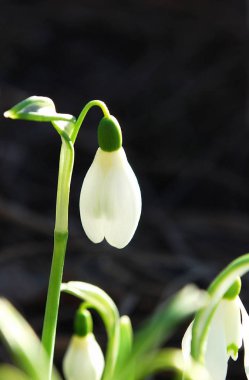 Narin kar damlaları ilkbahar çiçekleri