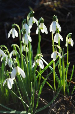 Narin kar damlaları ilkbahar çiçekleri