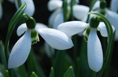 Narin kar damlaları ilkbahar çiçekleri