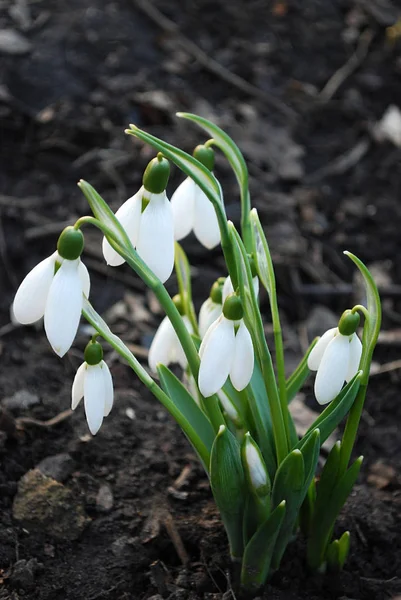 繊細な雪の雫第一春の花 — ストック写真