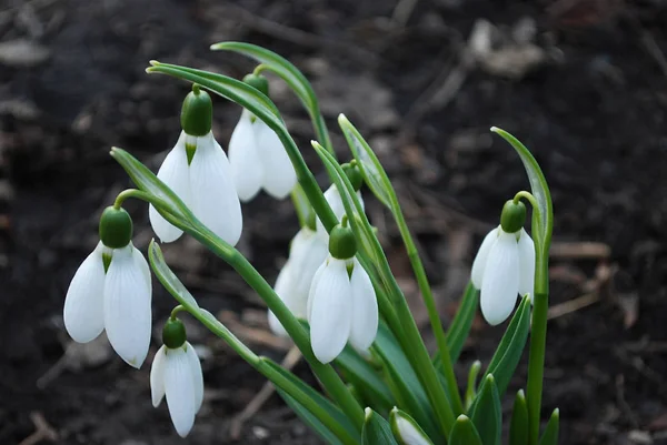 繊細な雪の雫第一春の花 — ストック写真