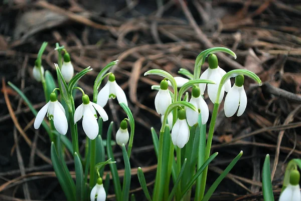 繊細な雪の雫第一春の花 — ストック写真