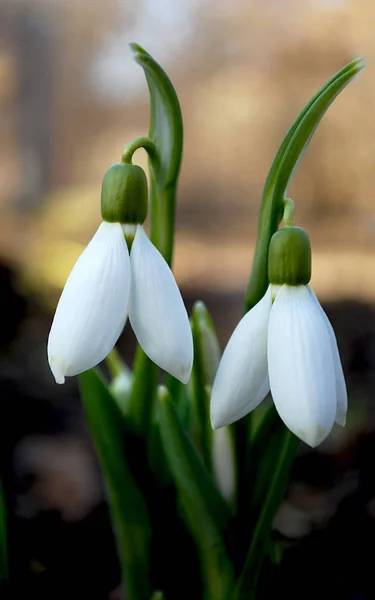 繊細な雪の雫第一春の花 — ストック写真