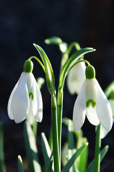 Jemné Sněhové Kapky První Jarní Květiny — Stock fotografie