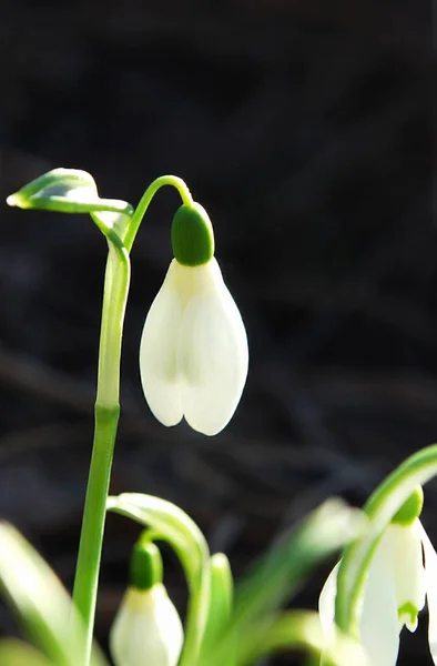 Jemné Sněhové Kapky První Jarní Květiny — Stock fotografie