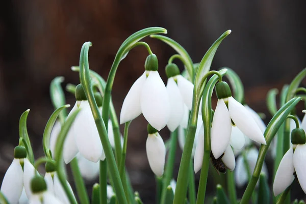 繊細な雪の雫第一春の花 — ストック写真