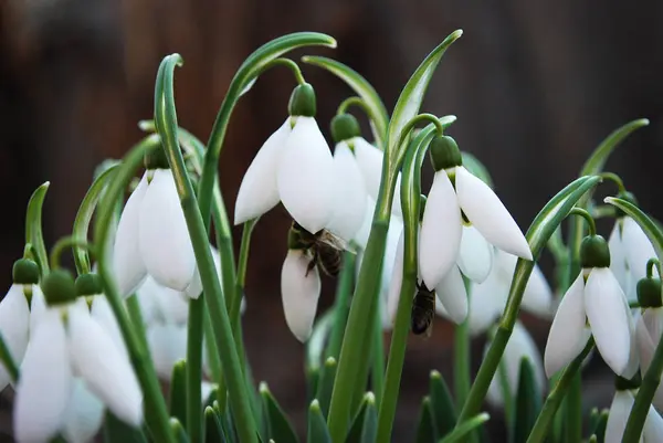 繊細な雪の雫第一春の花 — ストック写真