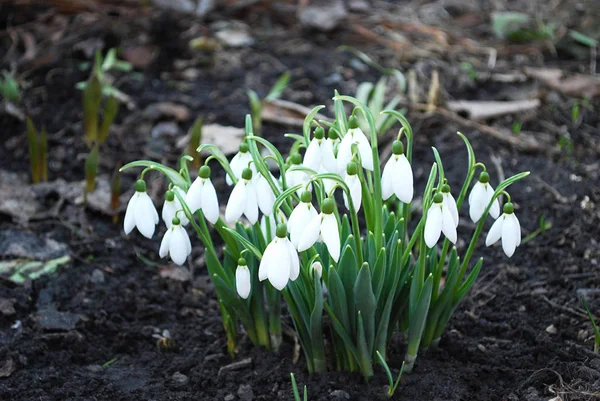Delicate Snowdrops First Spring Flowers — Stock Photo, Image