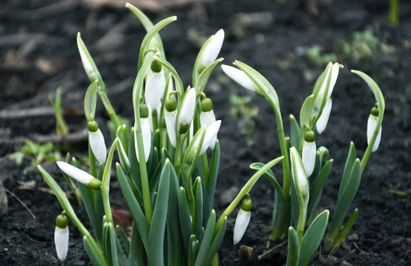 繊細な雪の雫第一春の花 — ストック写真