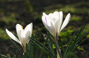 Narin beyaz çömlekler ilkbaharın başlarında keyiflenir.