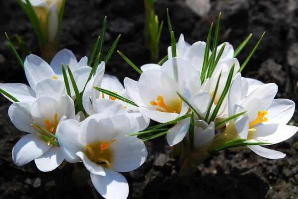Ніжні Білі Крокуси Захоплюються Ранньою Весною — стокове фото