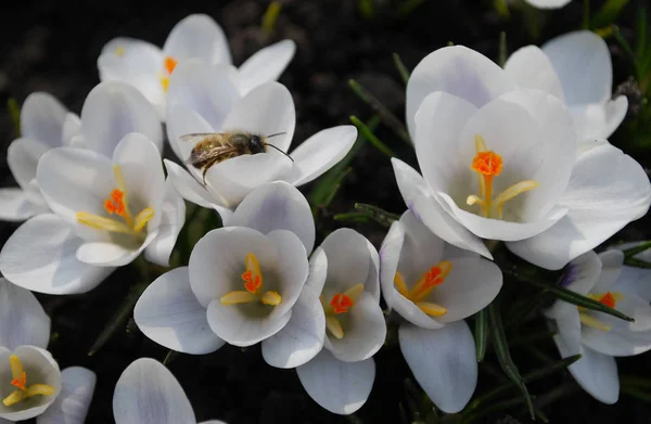 Delicados Cocodrilos Blancos Deleitan Principios Primavera —  Fotos de Stock