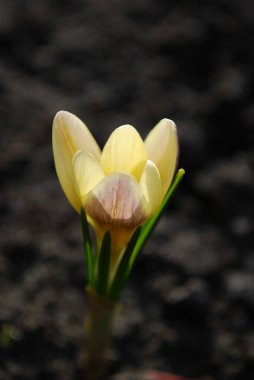Narin sarı timsahlar İlkbaharın başlarında keyiflenirler