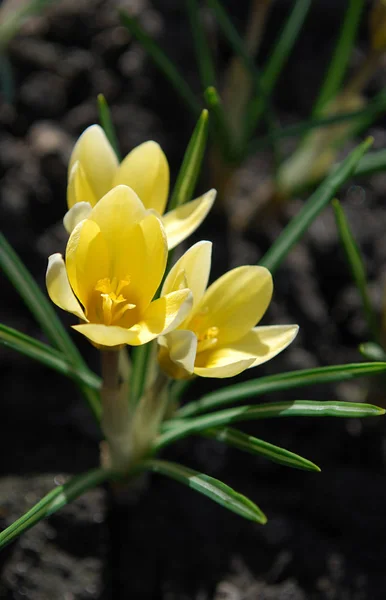 Delicados Azafranes Amarillos Deleitan Principios Primavera — Foto de Stock