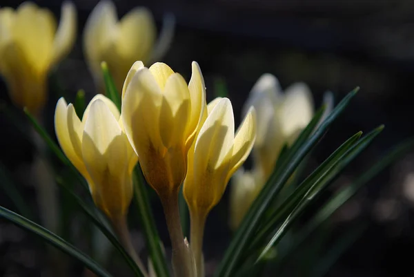 Ніжні Жовті Крокуси Насолода Ранньою Весною — стокове фото