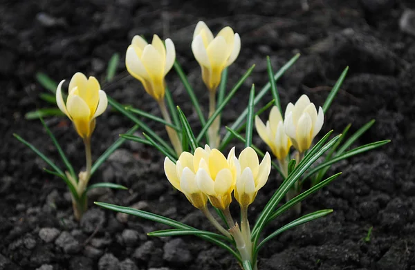 Delicados Azafranes Amarillos Deleitan Principios Primavera —  Fotos de Stock