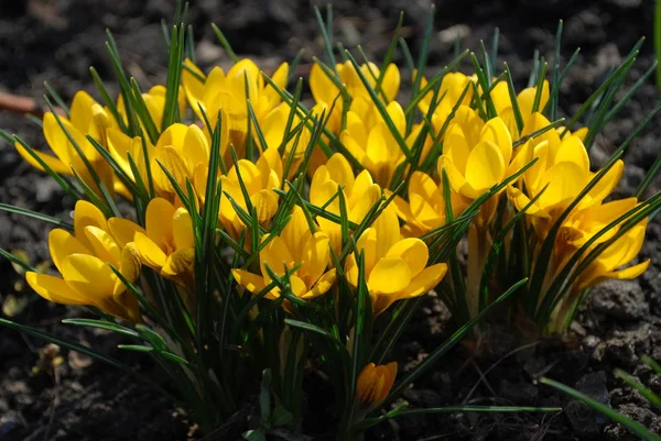 Delicados Azafranes Amarillos Deleitan Principios Primavera — Foto de Stock