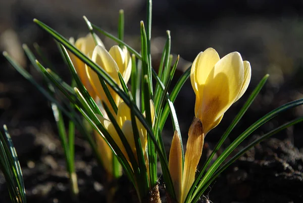 Delicados Azafranes Amarillos Deleitan Principios Primavera —  Fotos de Stock